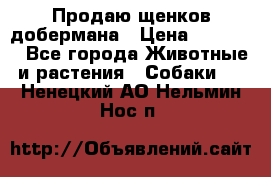 Продаю щенков добермана › Цена ­ 45 000 - Все города Животные и растения » Собаки   . Ненецкий АО,Нельмин Нос п.